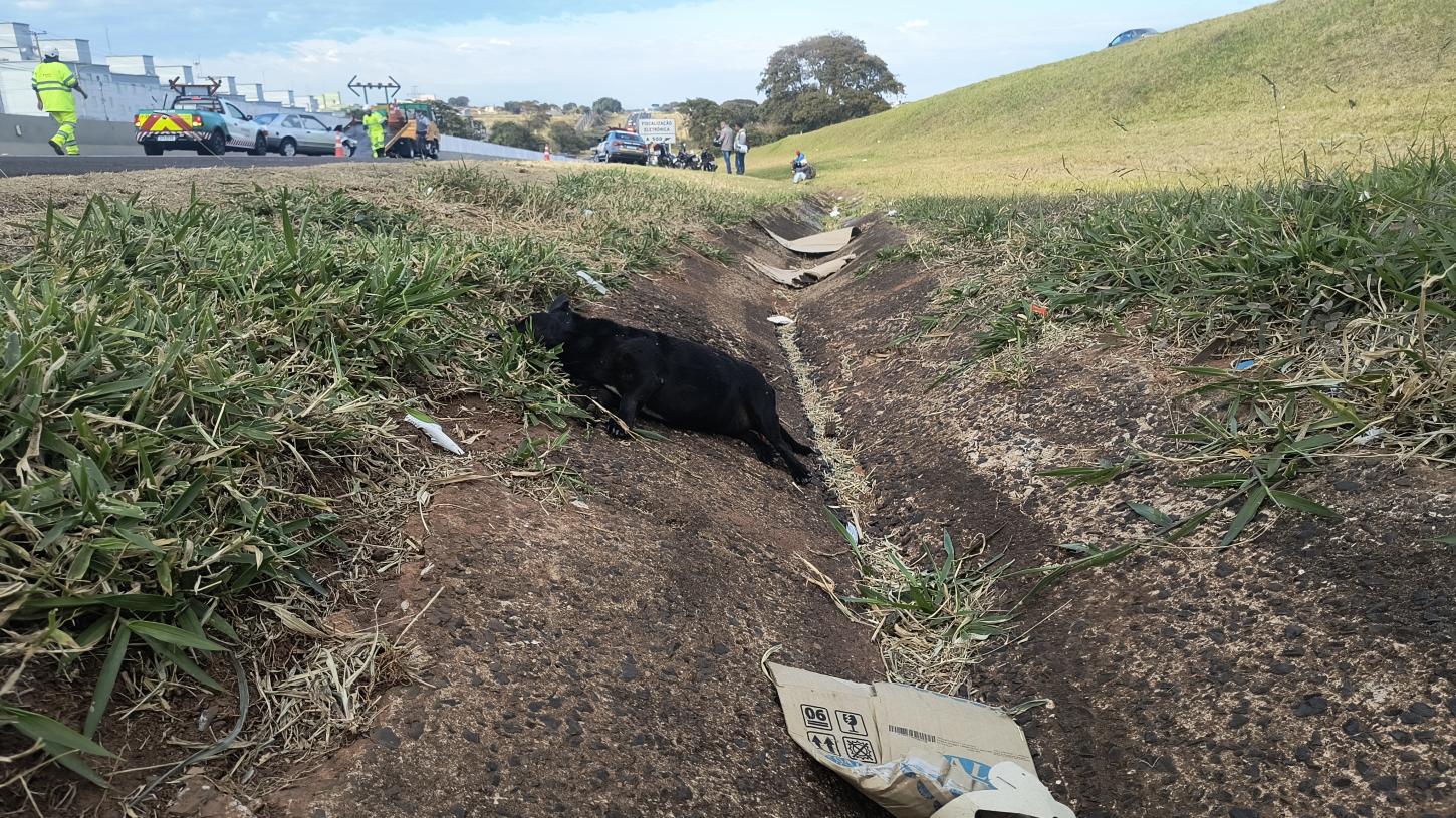 Cachorro solto causa engavetamento na rodovia Cândido Portinari