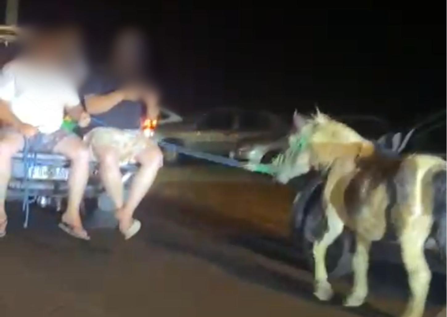Pônei é amarrado e puxado por homem sentado em carroceria de caminhonete