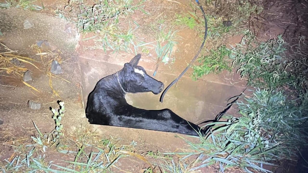 Vaca é resgatada após cair em galeria pluvial na Cândido Portinari