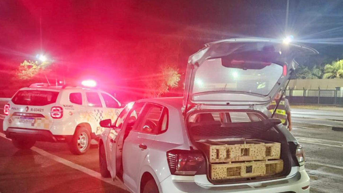 Homem é preso por transporte ilegal de 200 aves silvestres em Ituverava