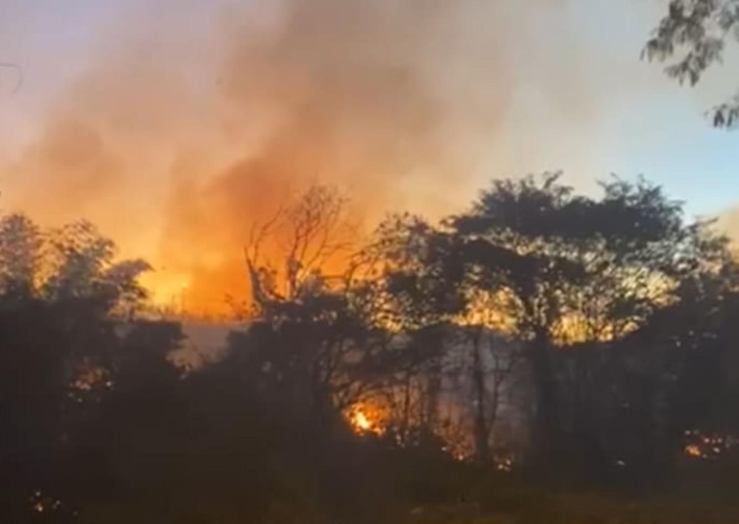 Incêndio de grandes proporções atinge área de mata na zona norte