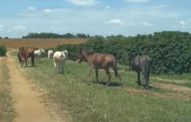 Cavalos soltos invadem plantações e geram prejuízos de R$ 120 mil