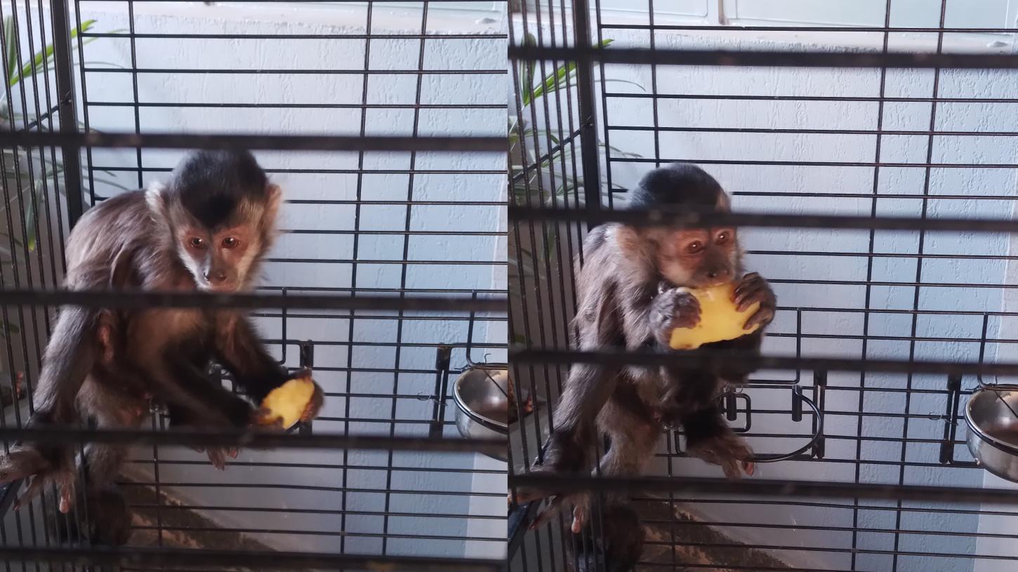 PM Ambiental resgata macacos-prego mantidos em cativeiro ilegal