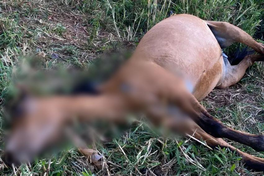 Polícia Civil investiga morte de égua com sinais de maus-tratos em Ipuã