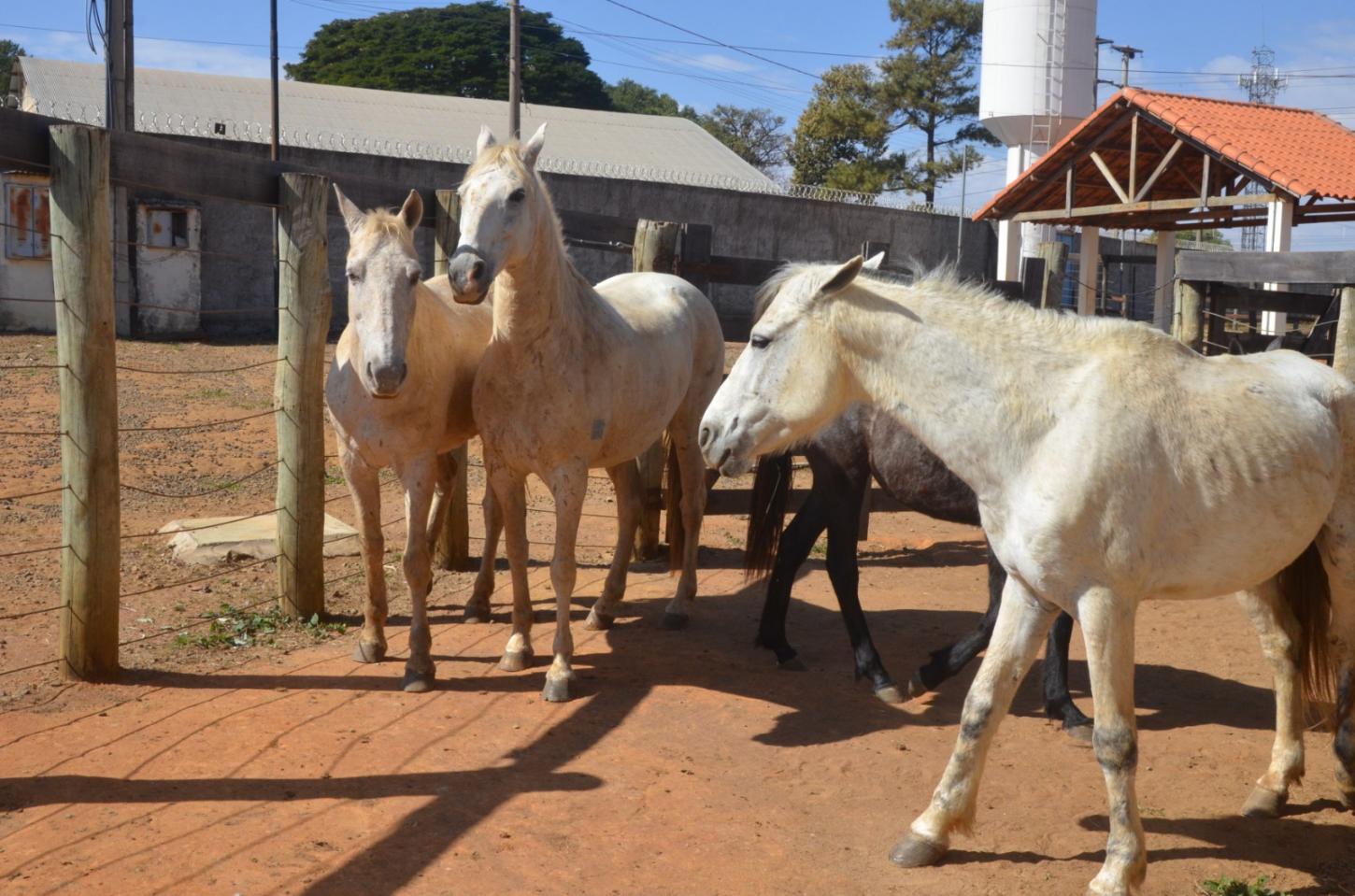 MP realiza audiência sobre animais de grande porte em áreas urbanas