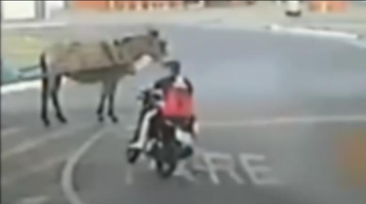 Cavalo é atingido por moto em rotatória no bairro Miramontes