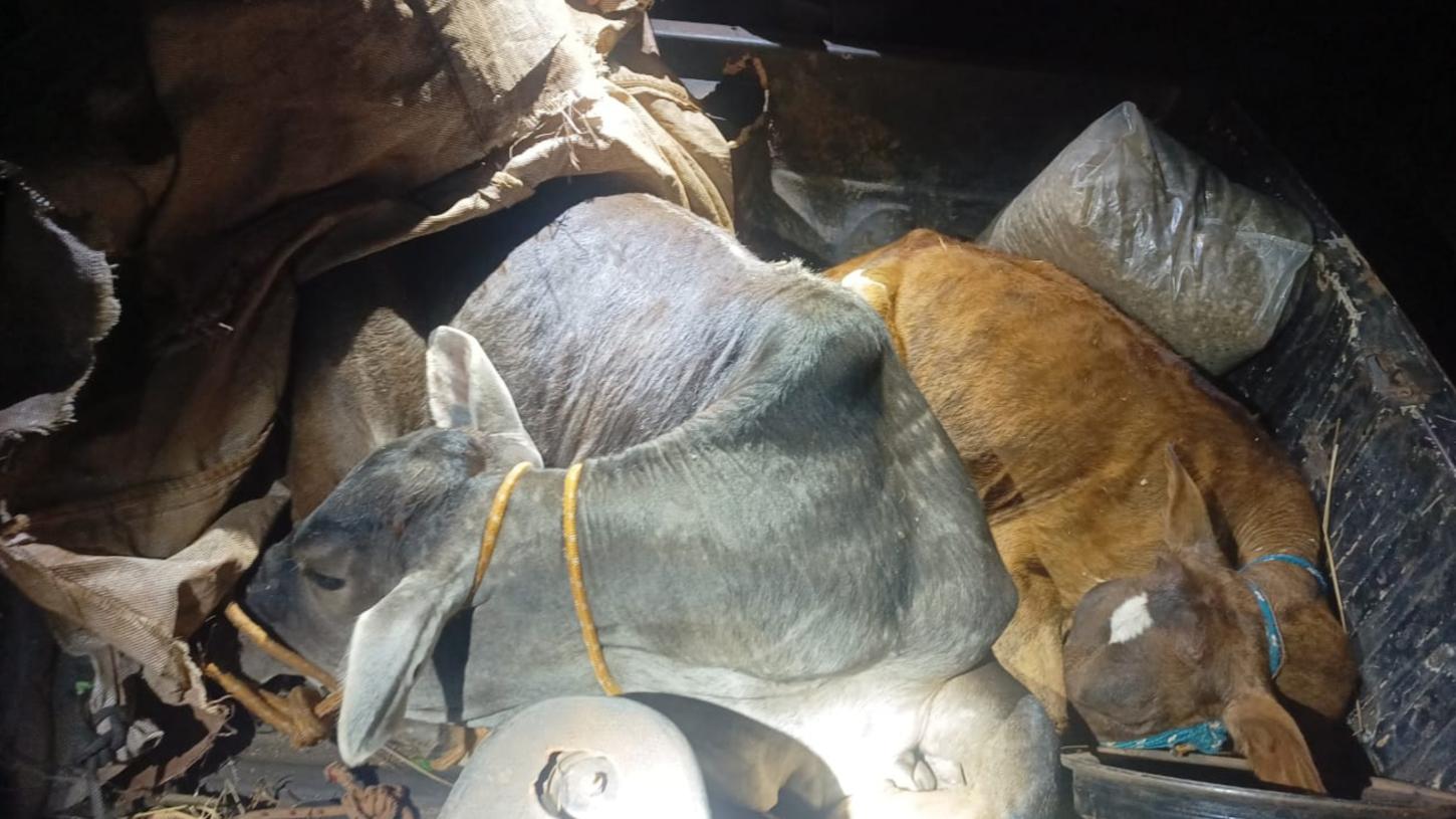 Vacas furtadas são recuperadas por policiais da Patrulha Rural