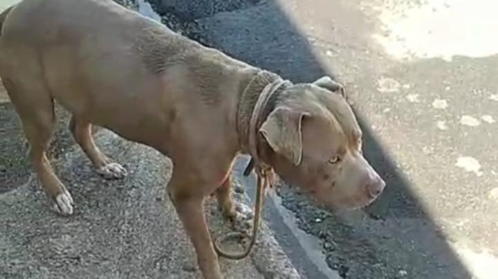 Mulher enfrenta pitbull e salva cão durante ataque no Jardim Luiza