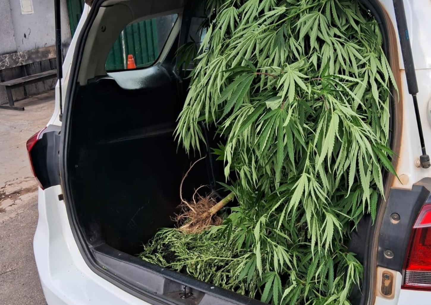 PM localiza plantação de maconha em residência na Vila Santa Terezinha
