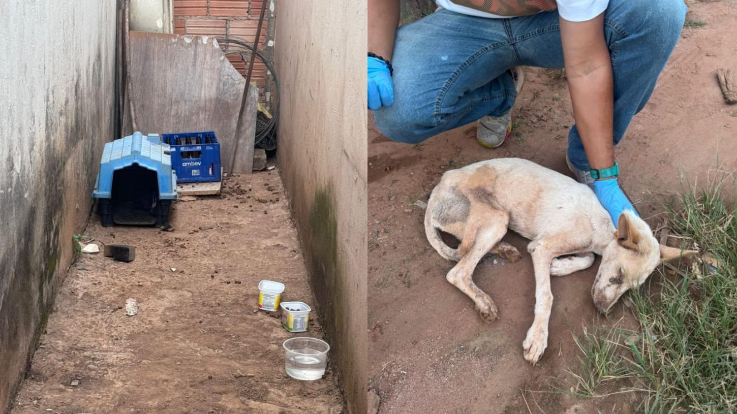PM resgata cachorro em situação de maus-tratos em Cristais Paulista