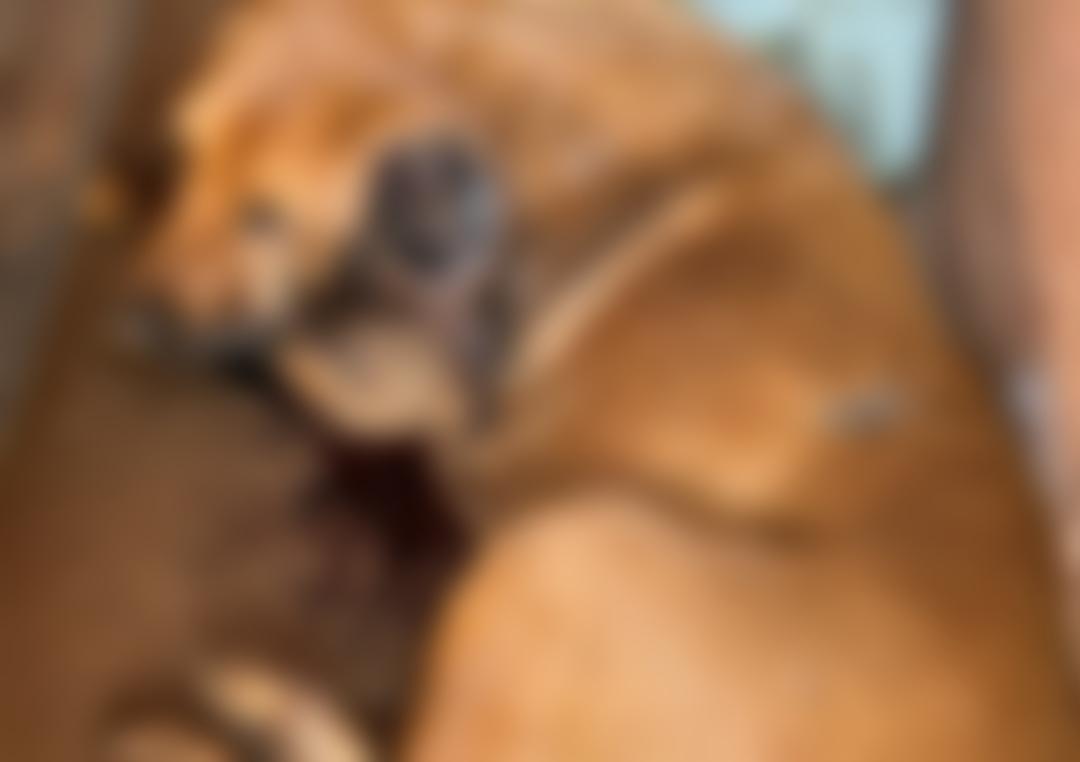 Cachorra morre vítima de maus-tratos e dono é preso pela Polícia Civil