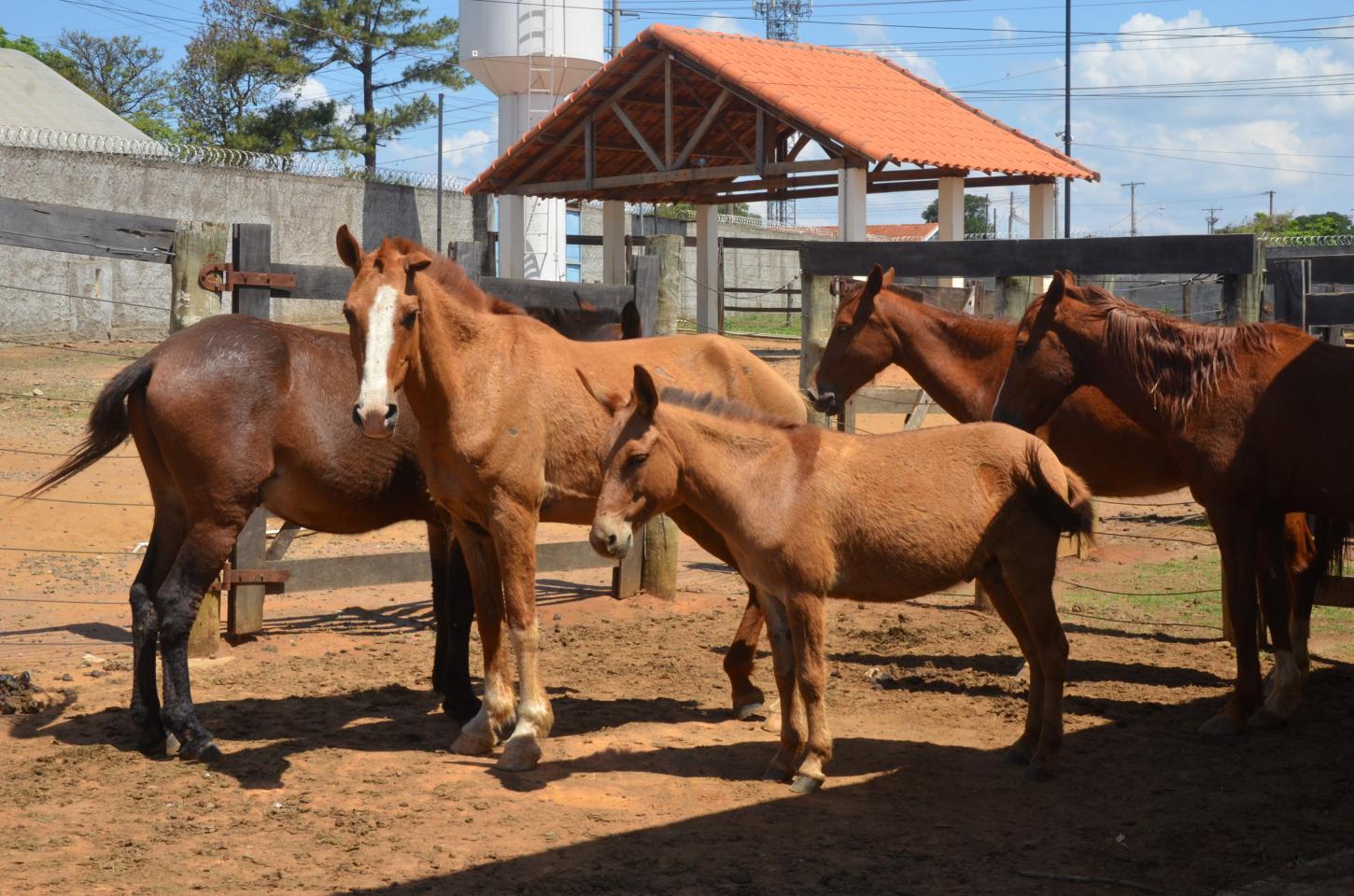 Canil Municipal e GCM recolhem onze animais de grande porte em Franca