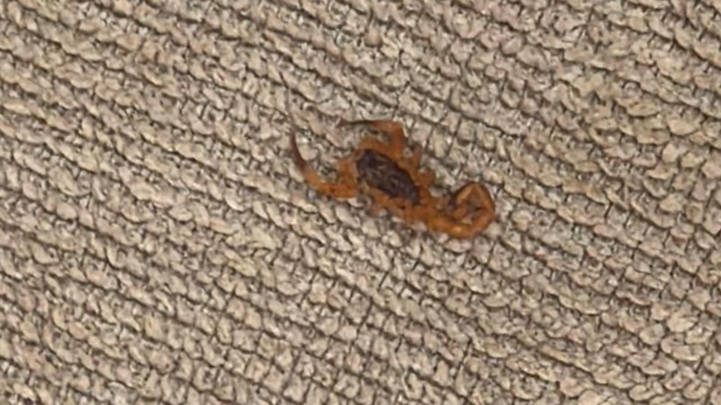 Infestação de escorpiões preocupa moradores do residencial Nosso Lar