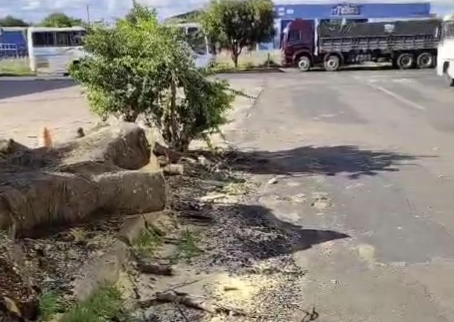 Rua onde árvore caiu é desobstruída e trânsito liberado