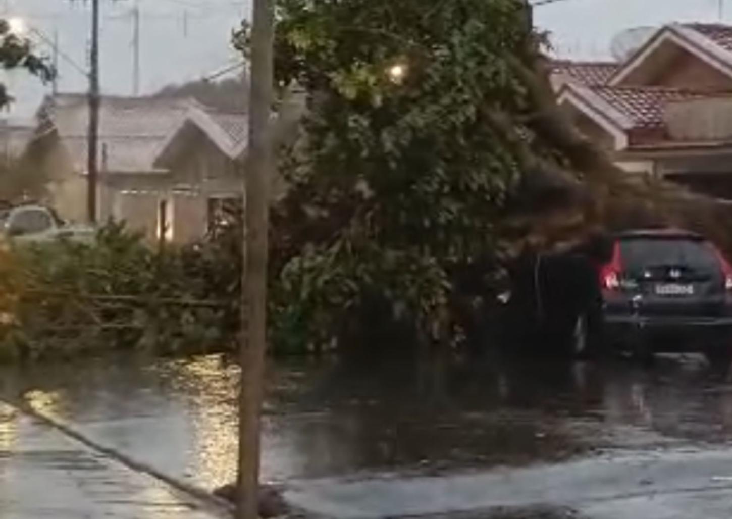 Árvore cai em cima de carro em Pedregulho durante chuva