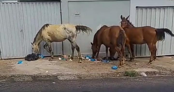 Cavalos soltos tomam as ruas do City Petrópolis, geram sujeira e transtorno