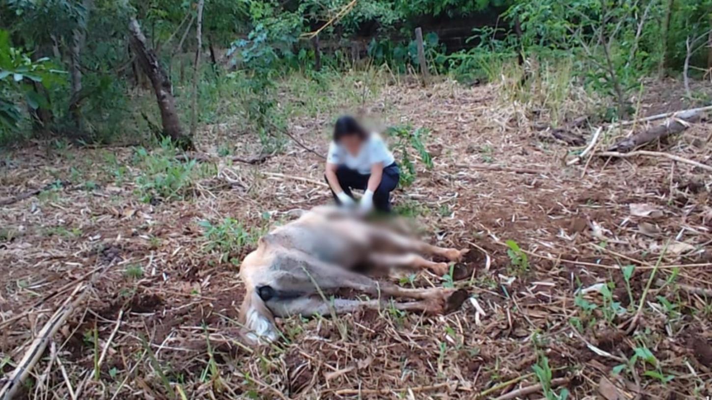 Homem é detido por maus-tratos contra animais em São José da Bela Vista