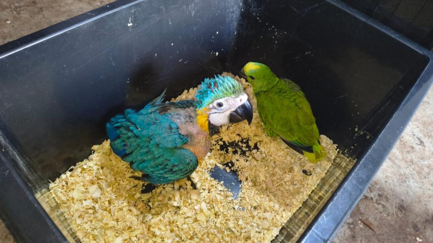 Mulher é multada em R$ 6,5 mil por venda ilegal de aves silvestres