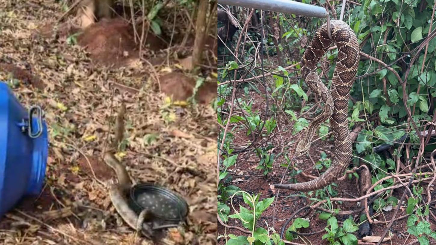 Serpentes em áreas urbanas mobilizam equipes de resgate da região