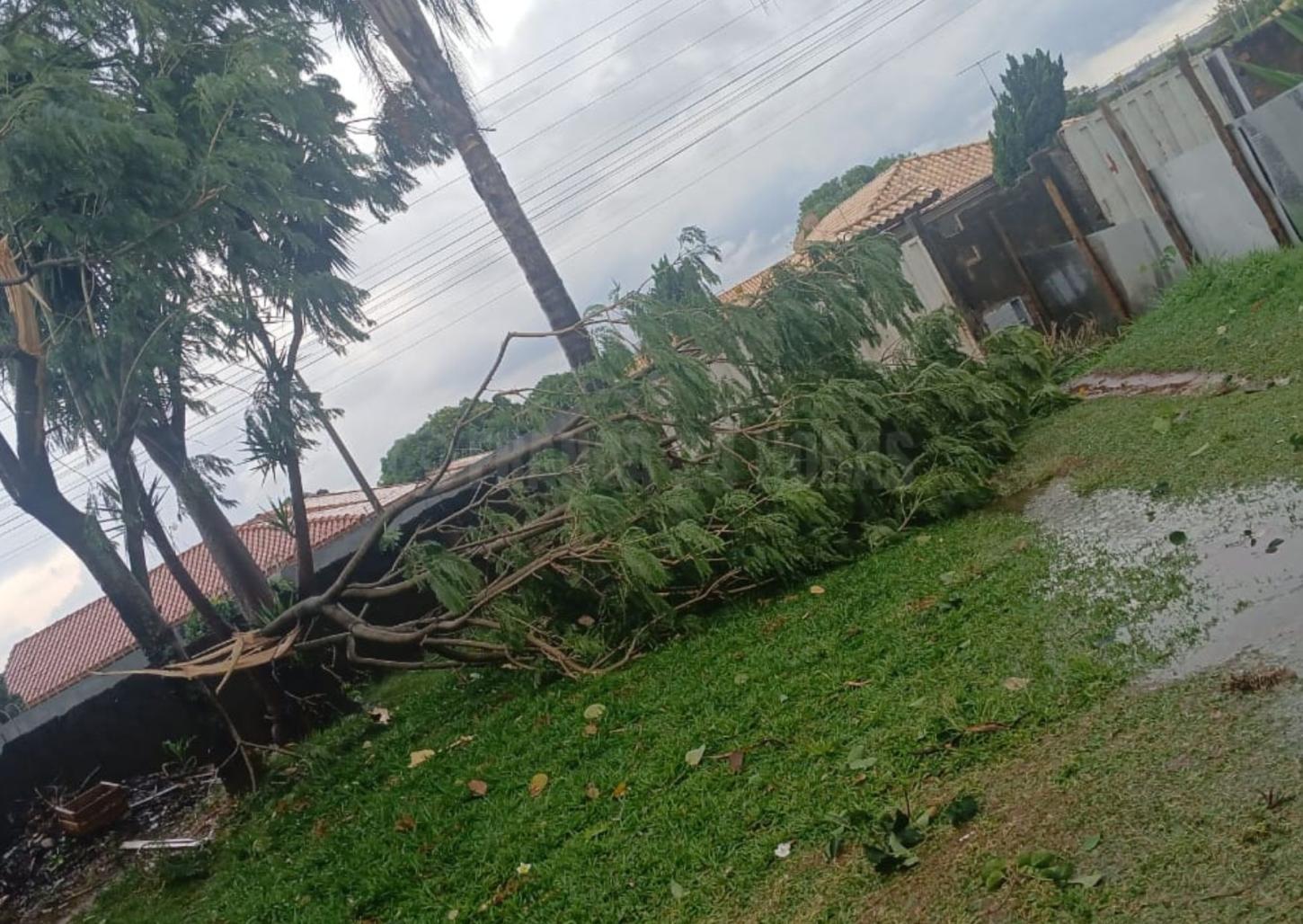 Temporal causa queda de árvores e deixa condomínio sem energia elétrica