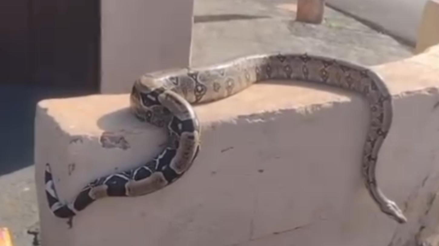 Tutor deixa cobra tomando sol e vídeo viraliza nas redes sociais