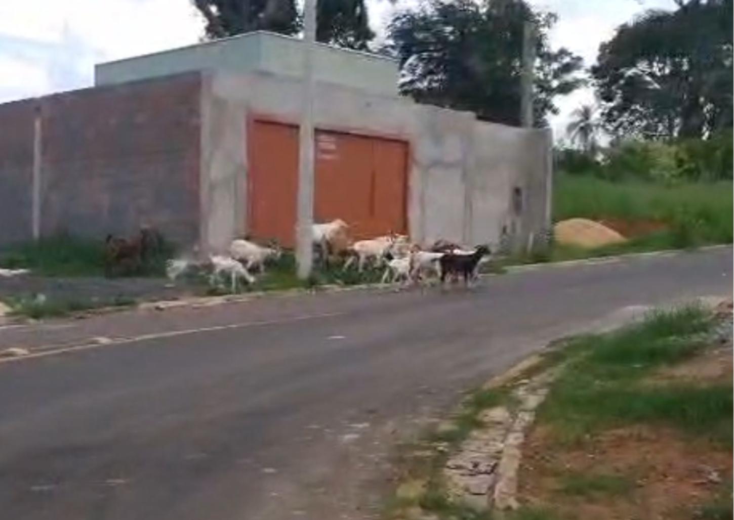 Cabras são vistas andando pelas ruas do residencial Gramados