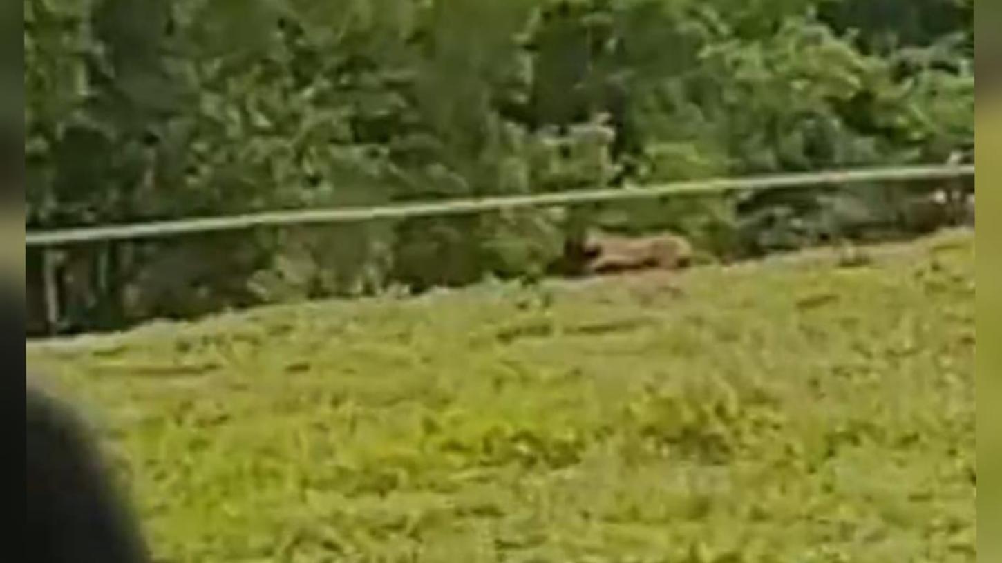 Onça-parda é avistada próximo à área urbana de Patrocínio Paulista