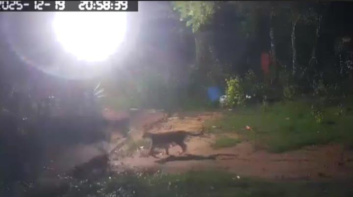 Onça-parda e filhote são flagrados em propriedade rural de Pedregulho