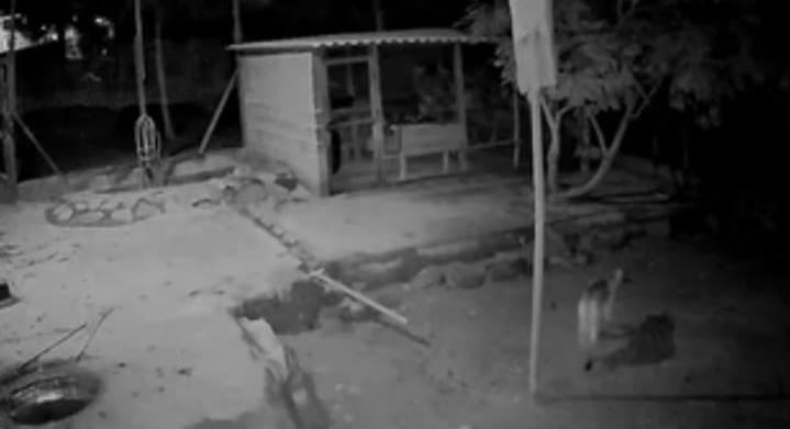 Onça-parda invade sítio e ataca galinhas em Claraval (MG)