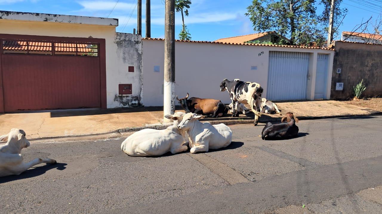 Vacas são flagradas tomando sol no Jardim Aeroporto