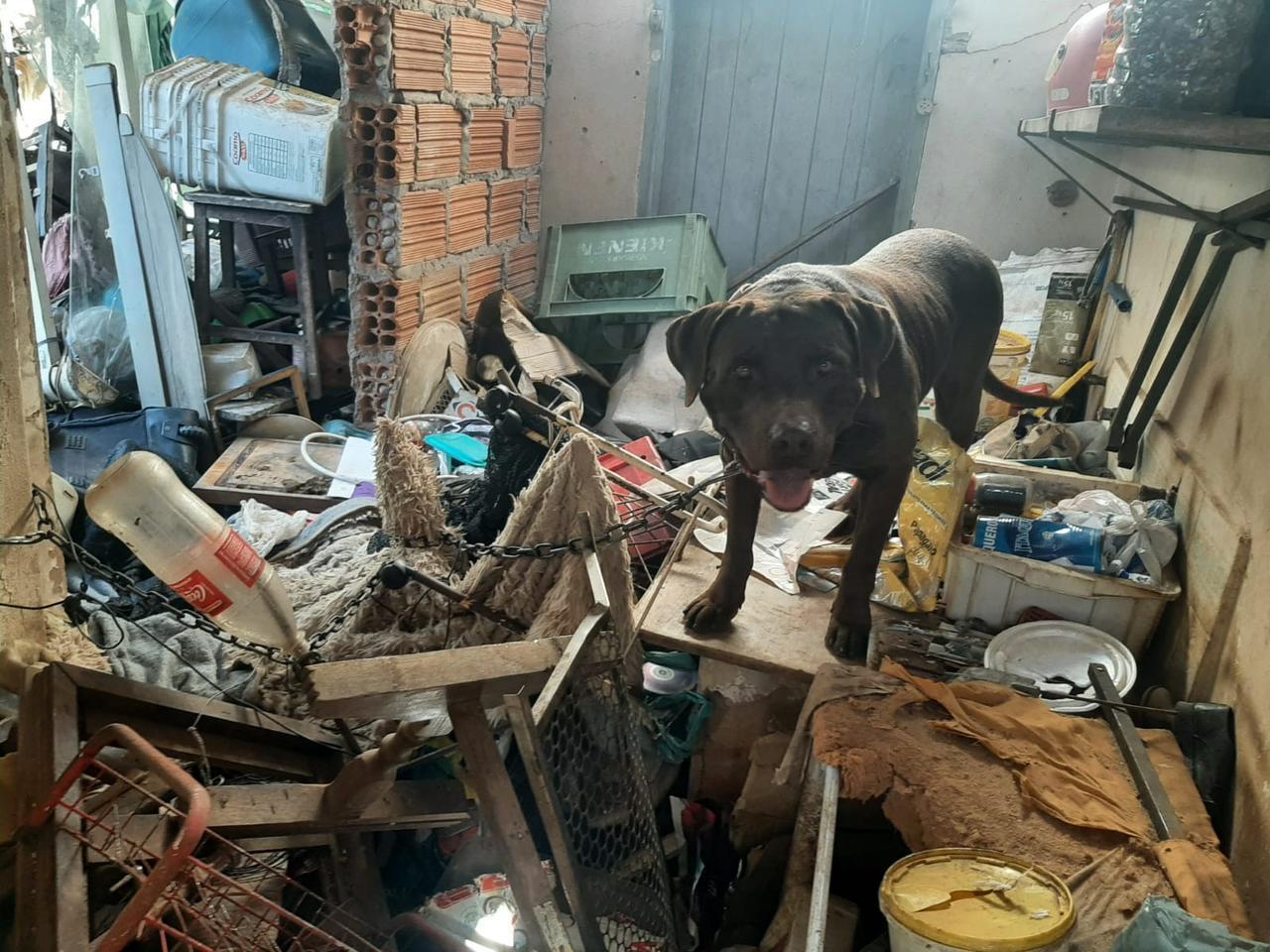 Cão abandonado em situação de maus-tratos é resgatado pela GCM