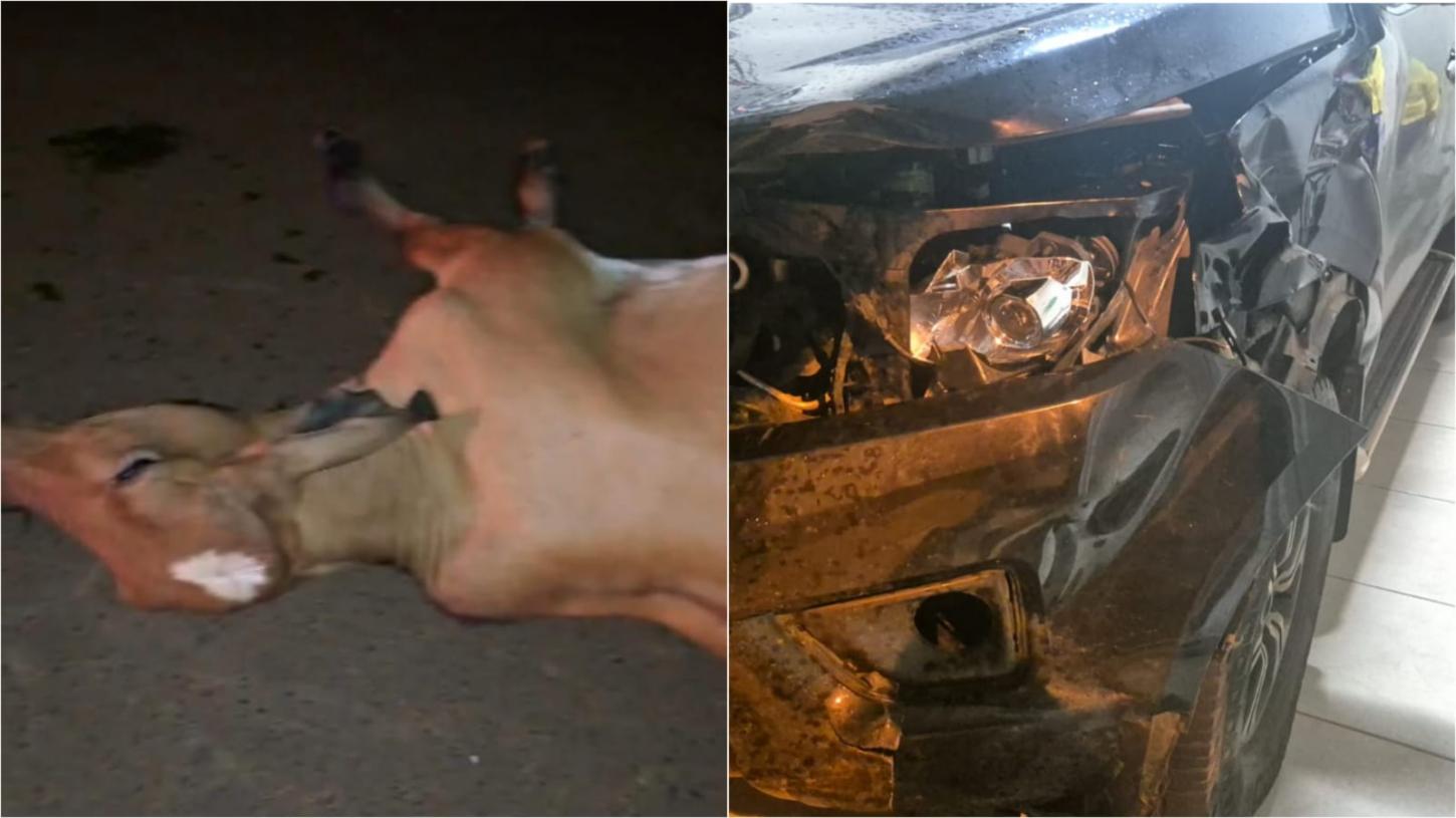 Motorista tenta identificar dono de vaca atropelada em rodovia de MG