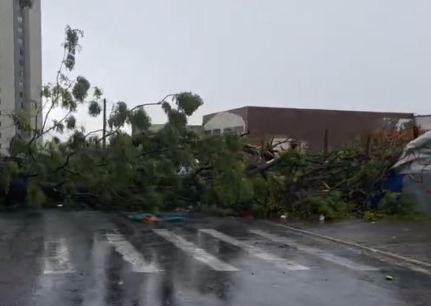Chuva causa quedas de árvores e alagamentos em Franca
