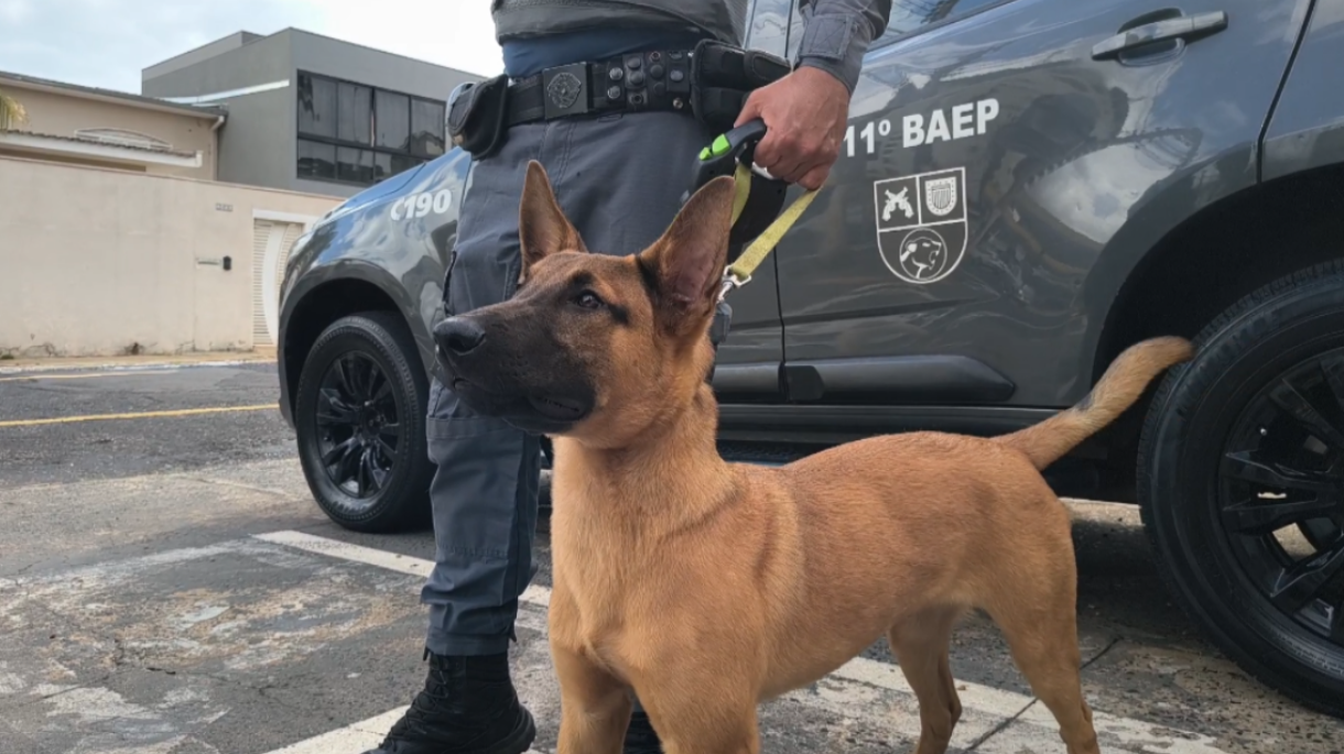 Com novo cão, Baep prende mototaxista por tráfico de drogas no Centro