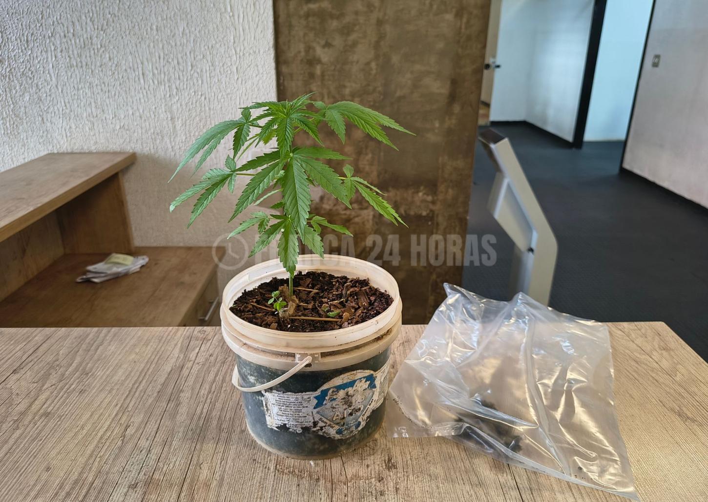 Dois são detidos com pé de maconha na Vila Exposição; um foi preso