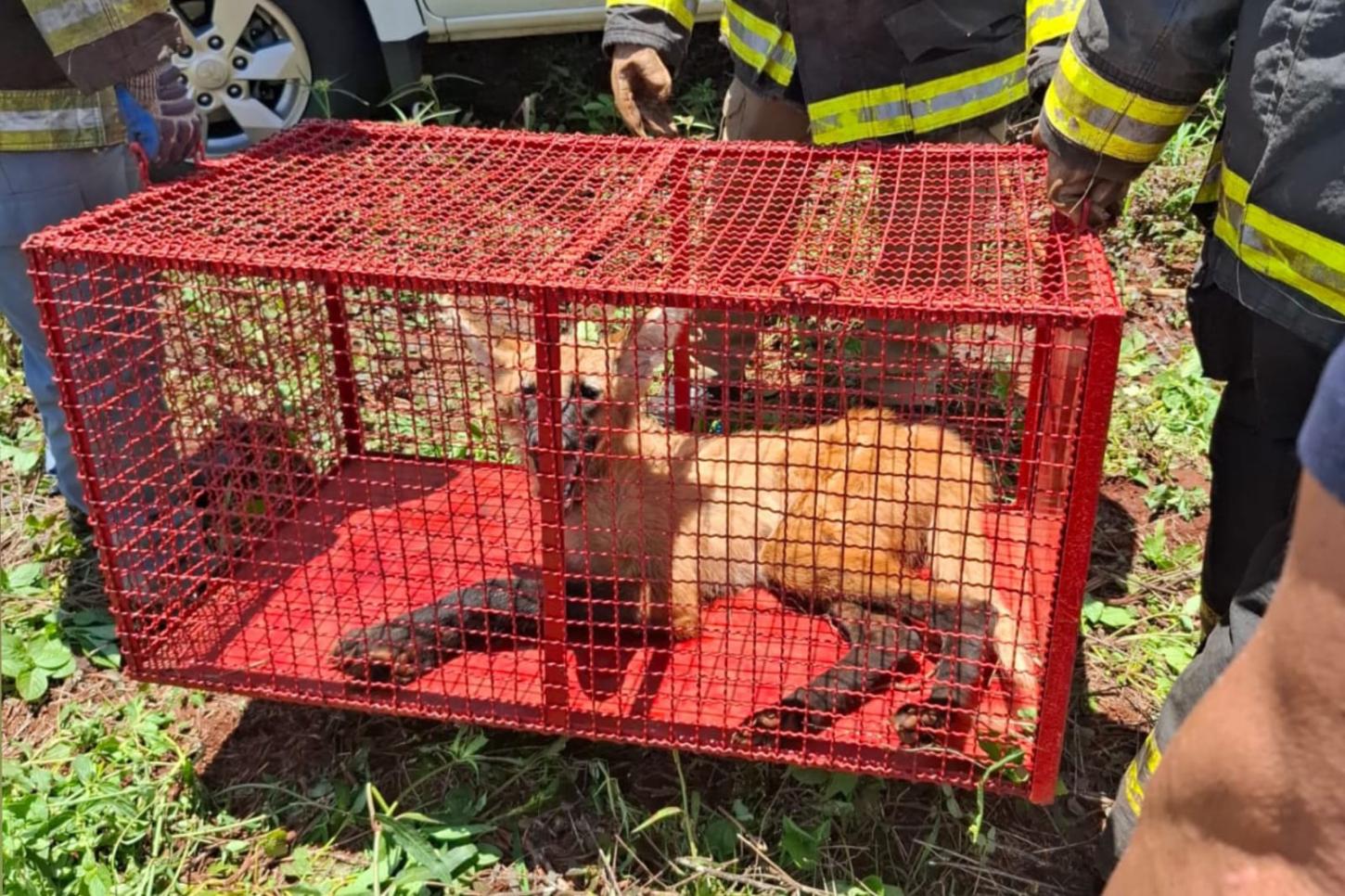 Lobo-guará é resgatado após atropelamento em rodovia