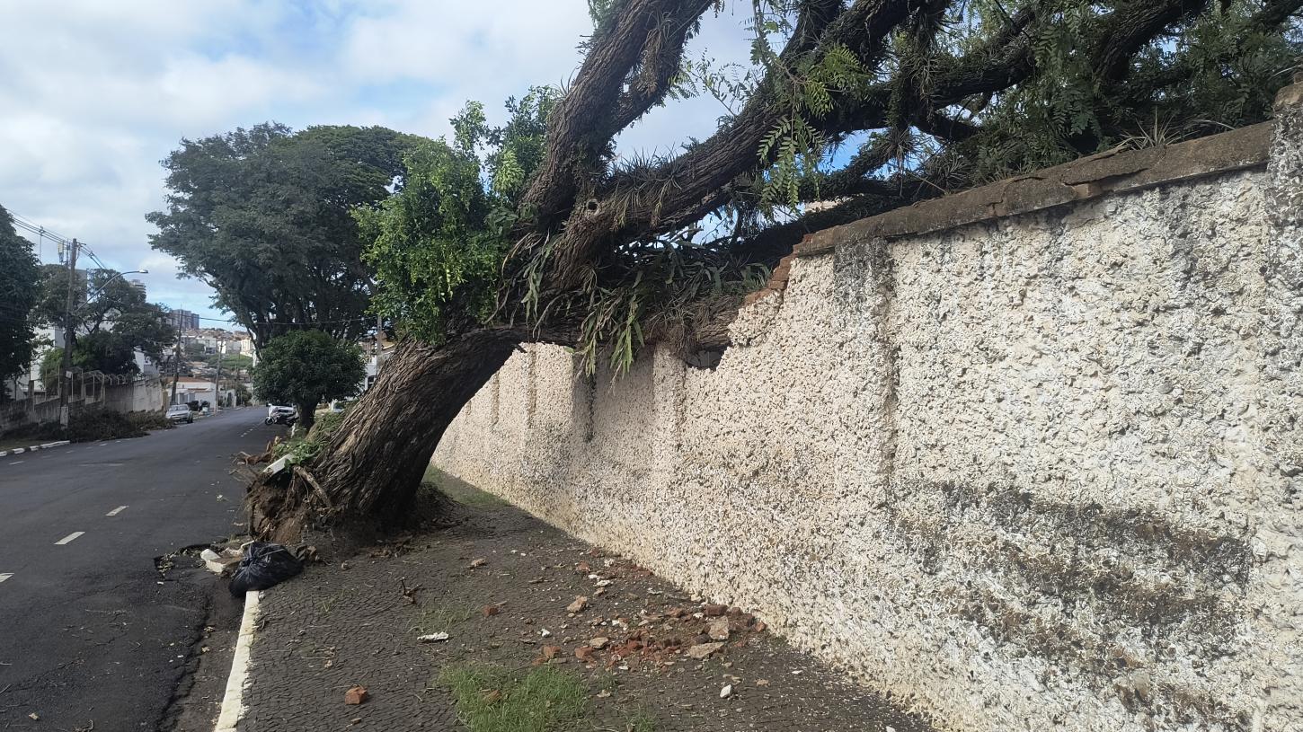 Árvore desaba em cima de muro do cemitério da Saudade