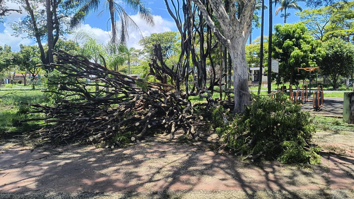 Árvore que desabou há 4 dias ainda não foi removida de praça