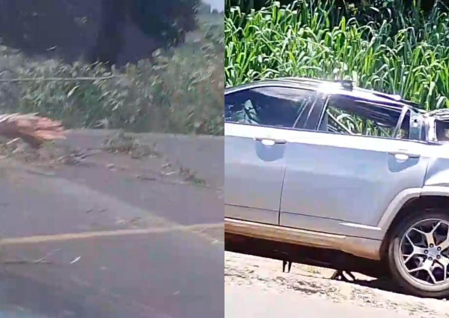 Eucalipto desaba, atinge carro e mata criança de 1 ano