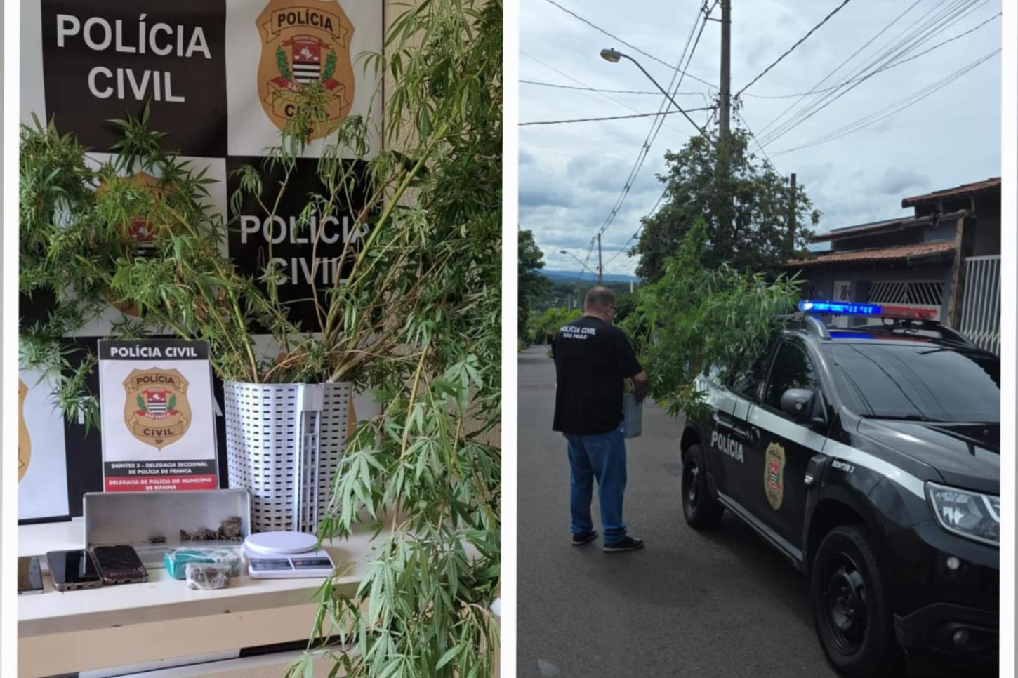 Homem é preso pela Polícia Civil com 12 pés de maconha em Rifaina