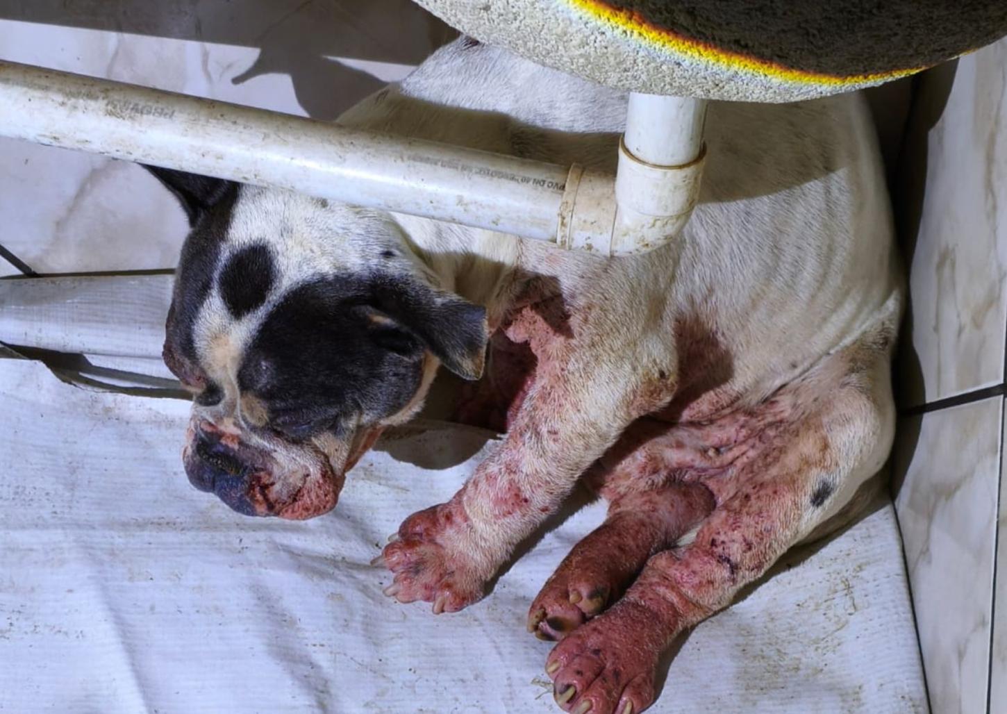 Jovem é detido pela GCM por suspeita de maus-tratos contra cachorro
