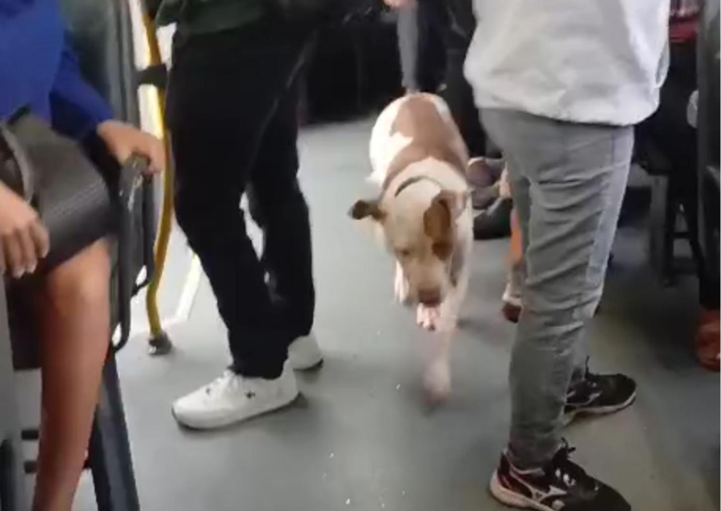 Pitbull assusta passageiros de ônibus do transporte coletivo