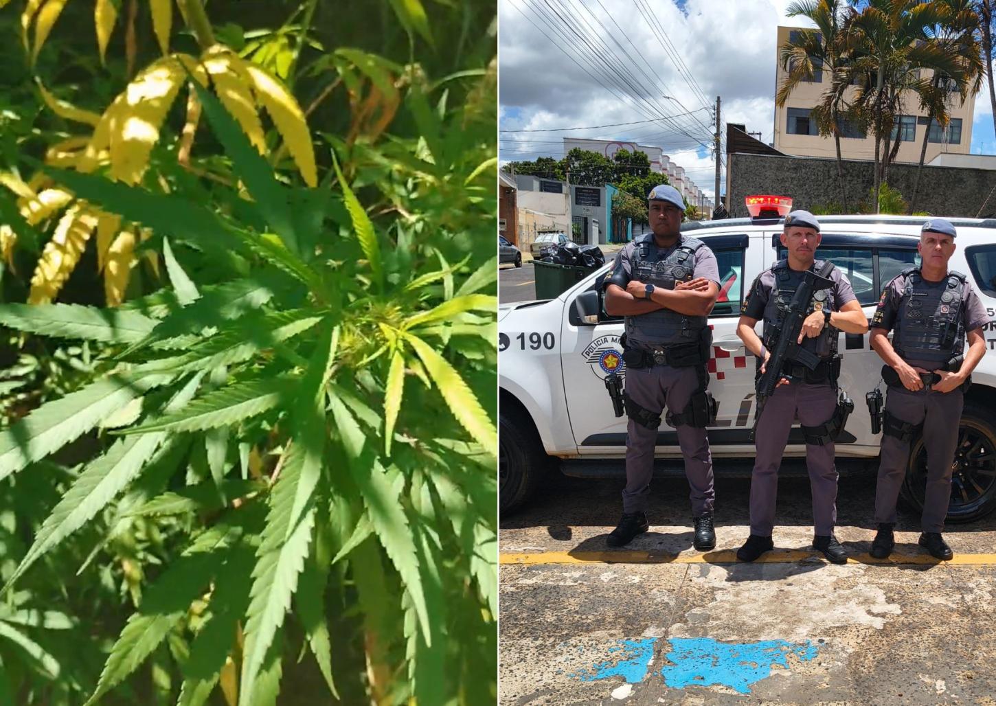 PM encontra plantação de maconha durante operação no Jardim Portinari