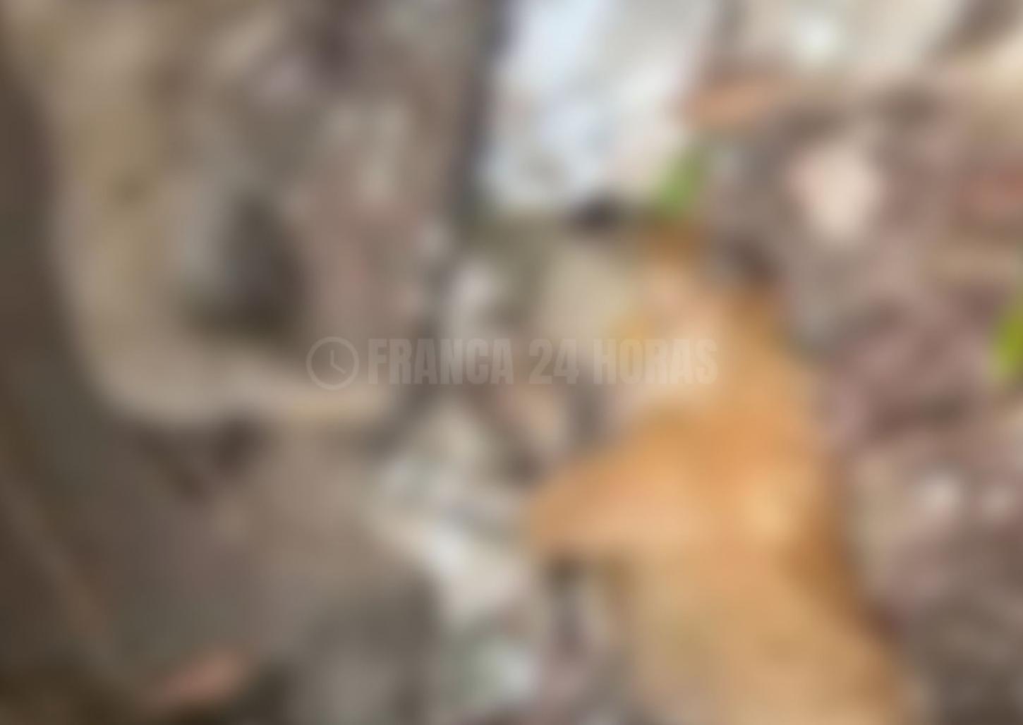 Cães são encontrados mortos em bueiro no Jardim Integração 