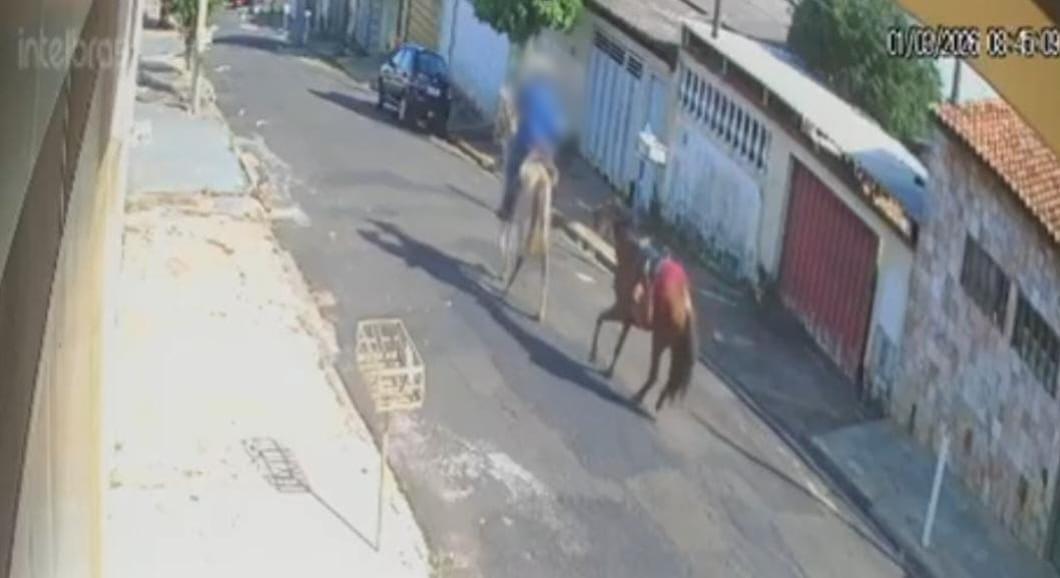 Câmera flagra homem agredindo cavalo no Jardim Portinari