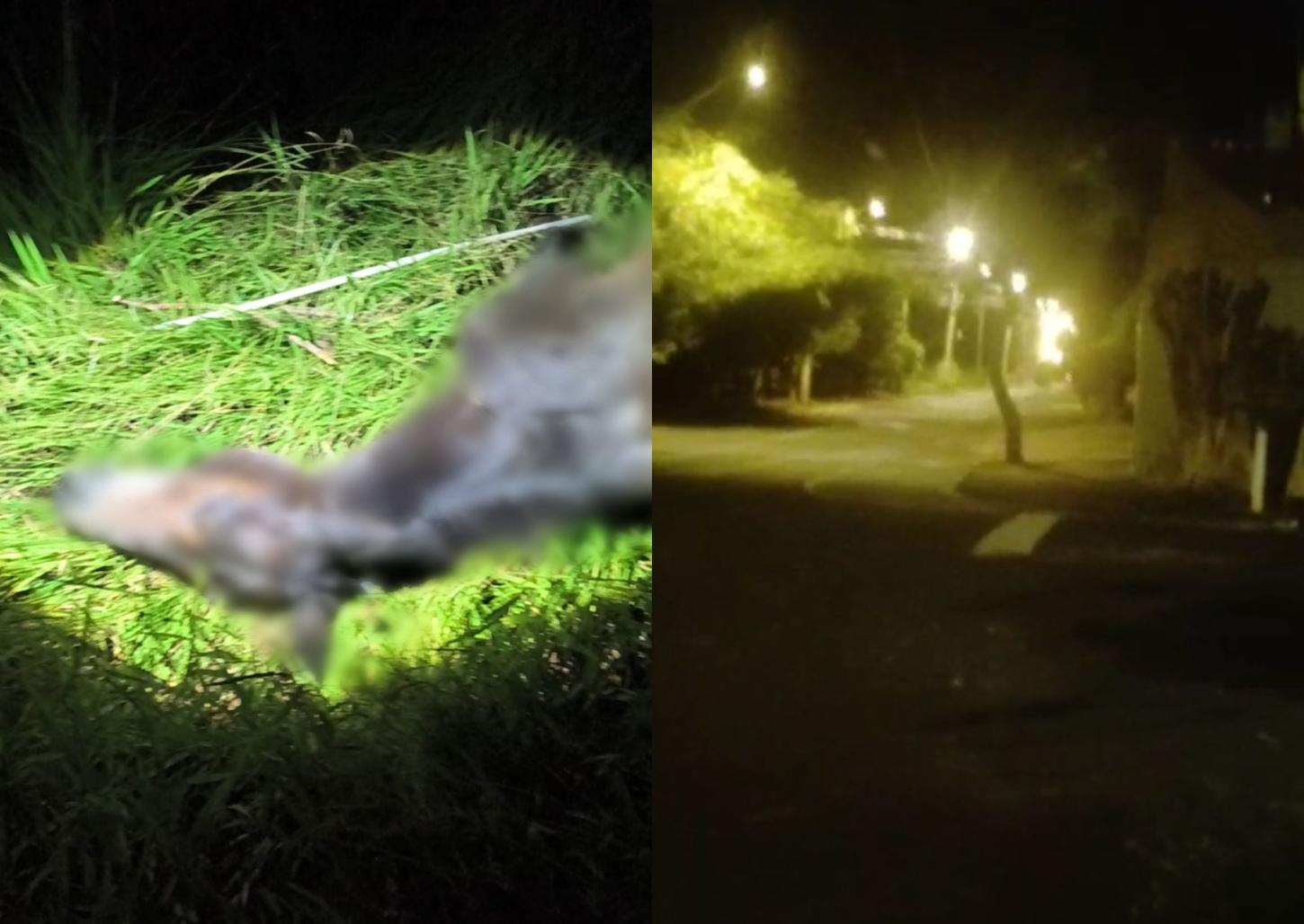 Cavalo é encontrado morto após suspeitos saírem correndo de mata; assista