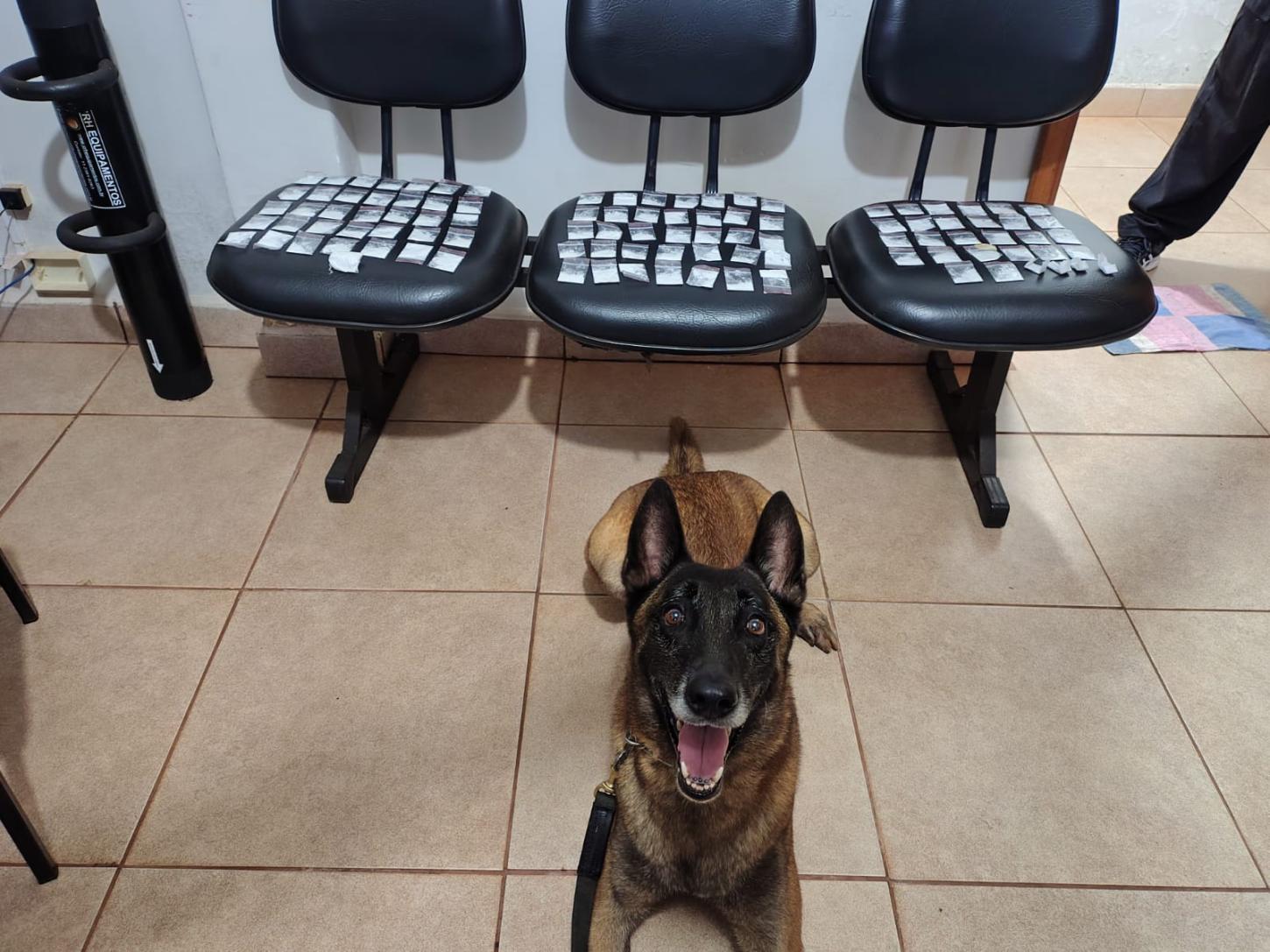 Cão e policiais do Baep prendem homem com haxixe e cocaína