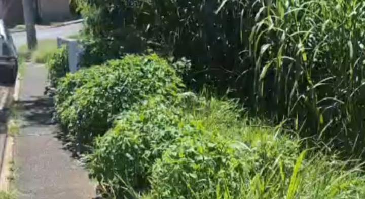 Matagal e proteção quebrada preocupam moradores do Jardim Bonsucesso