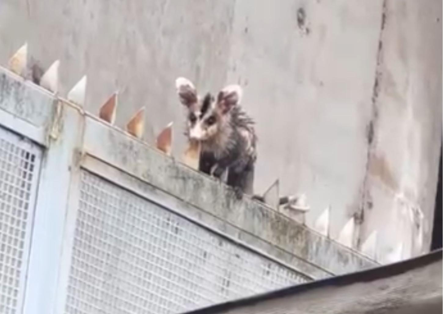 Corpo de Bombeiros captura gambá no Centro de Franca 