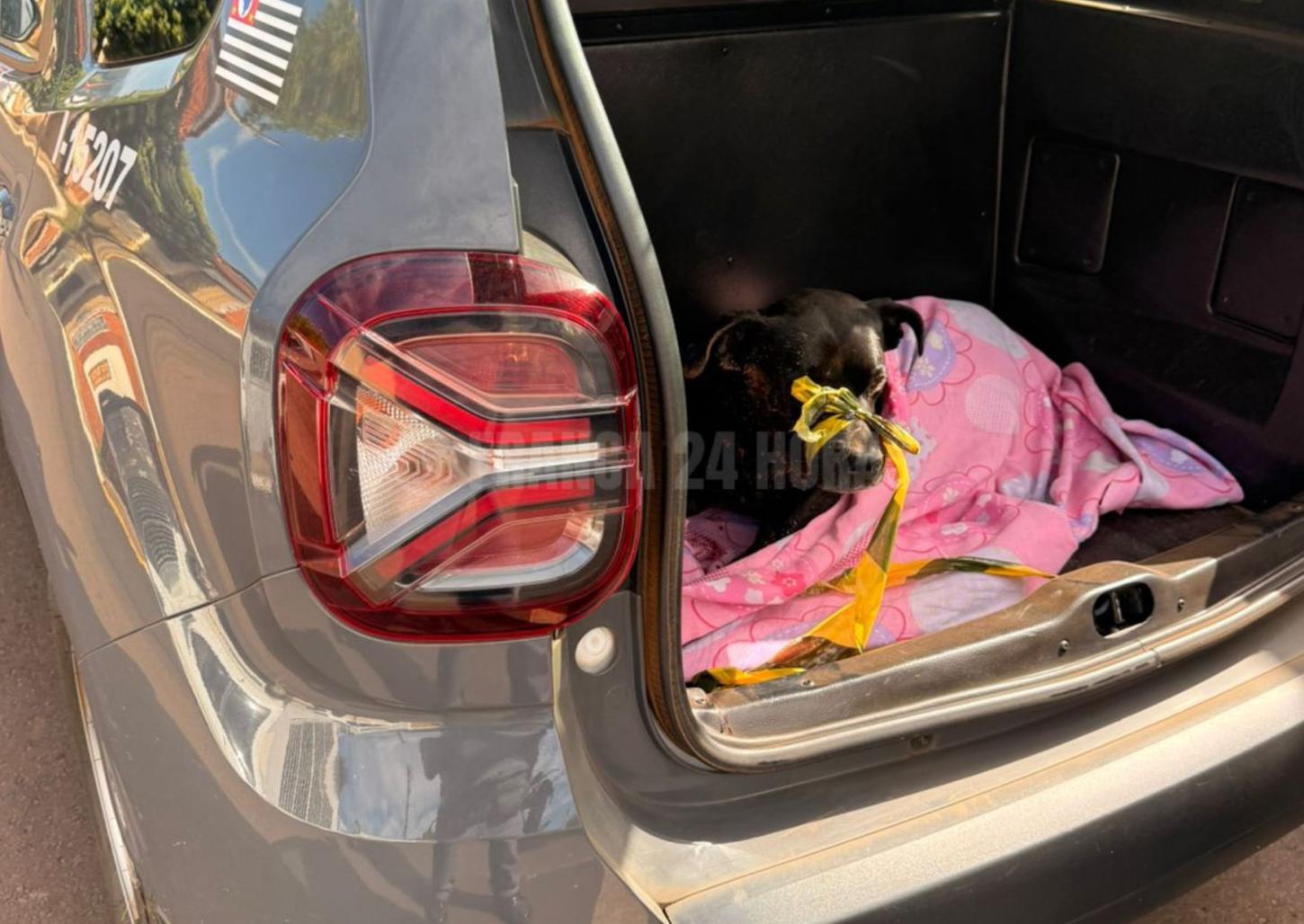 PMs salvam cachorro encontrado com cortes profundos no pescoço